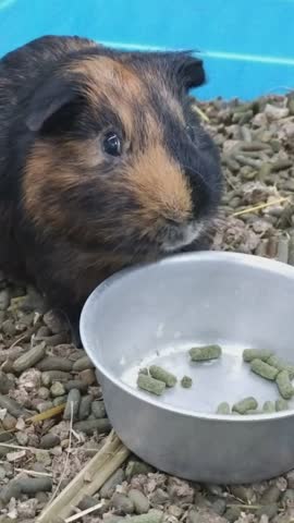 The guinea pig or domestic guinea pig (Cavia porcellus), also known as the cavy or domestic cavy, is a species of rodent belonging to the genus Cavia, family Caviidae.