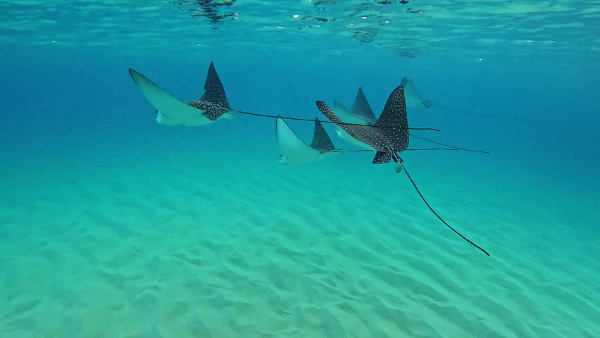 Snorkeling in Maui with spotted eagle rays