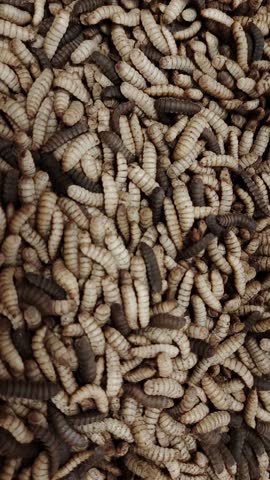 Close-up of Black soldier fly larvae worms are eating waste. 