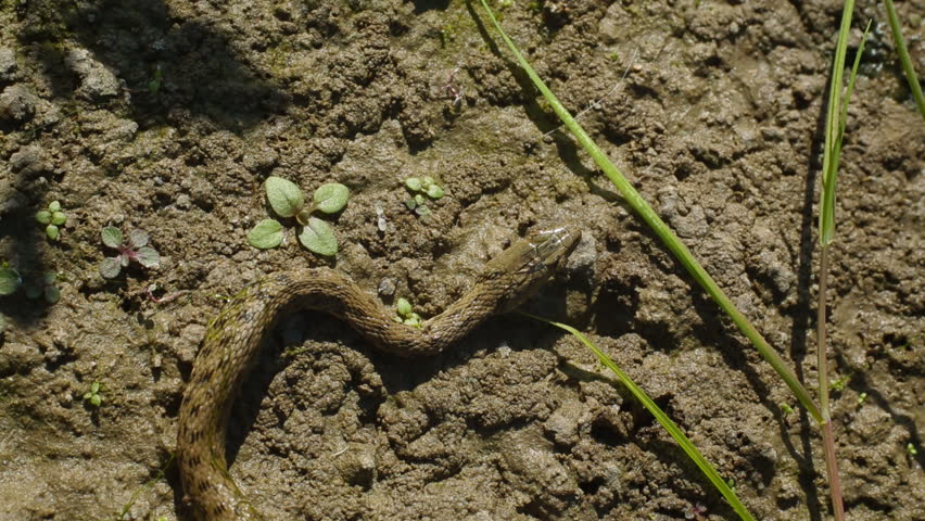 Copperhead is on the ground protruding its tongue.