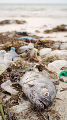 Ocean plastic pollution, dead fish on a beach, microplastics and bottle trash, marine litter