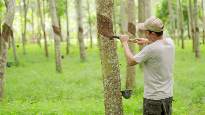 A rubber tapper tapping a tree, heveo brasiliensis, with a hooked knife and peeling the bark to harvest latex in a plantation