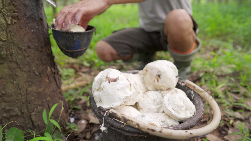 A tapper harvesting white cup lumps on rubber plantation, coagulated latex, farm worker