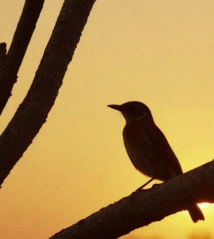 A small bird on a tree branch at sunrise
