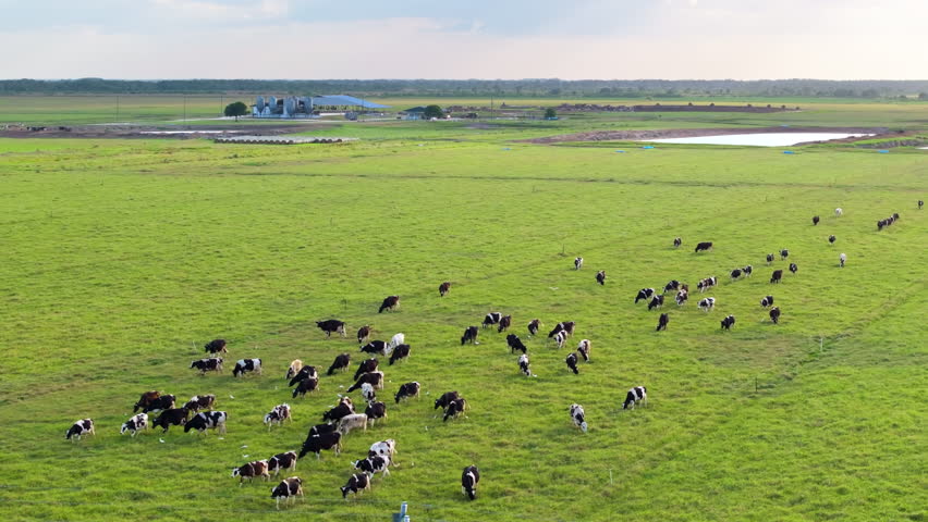 Cattle grazing on farmland pasture. Production of organic dairy products. Milk cows feeding on green farm grassland