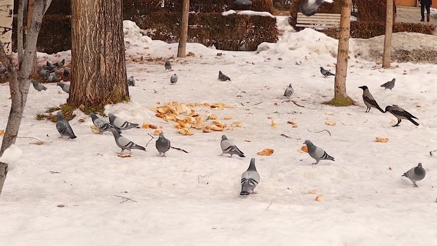 Large flock of pigeons gathers on snowy ground, feeding on bread scraps kindly provided by people to help them survive the harsh winter. Hooded crows join in, creating a lively winter scene