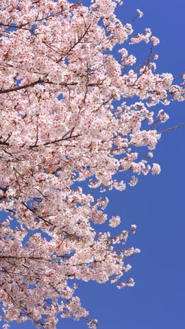 Cherry blossoms swaying in the wind and blue sky	

