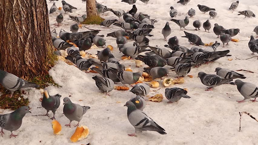 Flock of pigeons gathers on snowy ground, feeding on bread scraps kindly provided by people to help them survive the harsh winter. Hooded crows and jackdaws join in, creating a lively winter scene