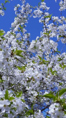 The garden is alive with an explosion of flowers, a true testament to spring's arrival