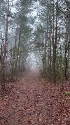 Path in the forest covered in fog. Misty landscape vertical footage.