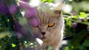 Cat peeking out.Scottish cat breed pet gray fluffy with amber eyes, playful enthusiastic, hunting peeks out in the bushes outside - Powered by Shutterstock - Get 15% off with code: PIKWIZARD15