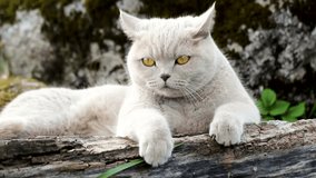 Cat lying on a log.Scottish cat breed pet gray fluffy with amber eyes, playful enthusiastic, hunting peeks out in the bushes outside - Powered by Shutterstock - Get 15% off with code: PIKWIZARD15