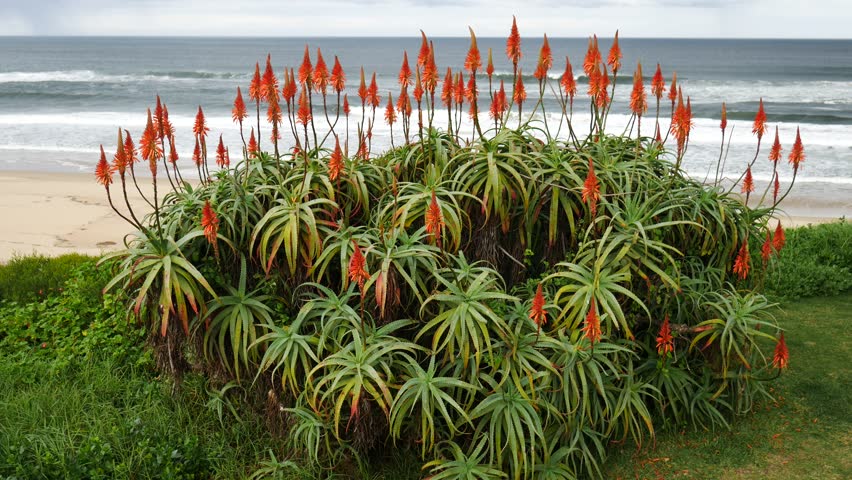Dwarswegstrand South Africa at the ocean