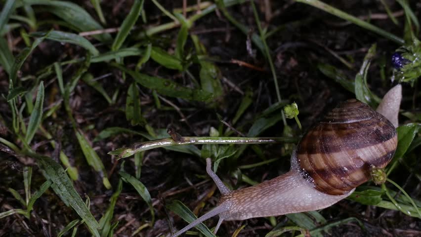 A large garden snail crawls across damp grass and small plants.