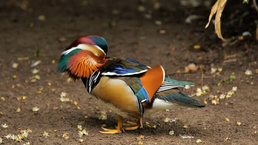 Vibrant Mandarin Duck Preening on Dark Soil with Scattered Blossoms