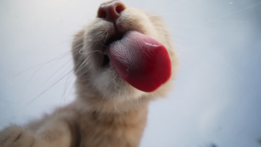 Domestic Red Cat Happily Licks Transparent Glass In Front Of Camera. Little Pet. 