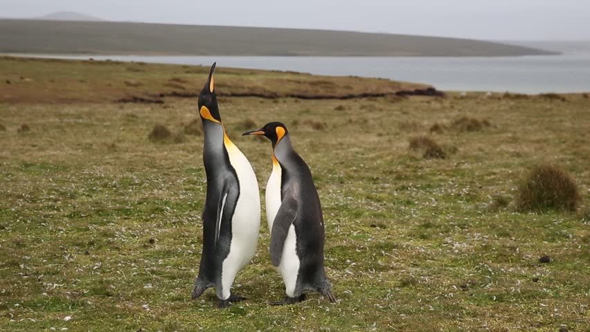 Penguins making their characteristic sound.
Footage taken on Volunteer Point, in Falkland Islands.