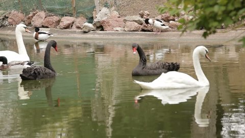 Beautiful black and white swans with ducks are swimming in pond.