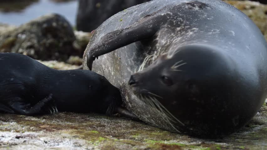 Newborn sea seal seeking nipples and sucks milk, at the La Jolla cove, slow motion 4K