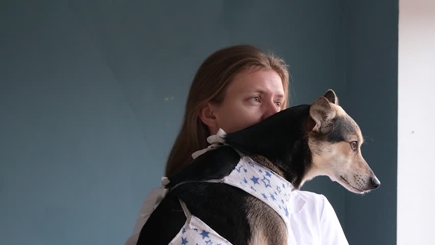 young female doctor holding cute mixed breed dog wearing post operational protective shirt, standing by the window . Pet clothing after surgery