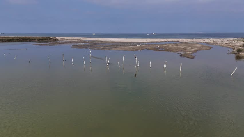 Aerial View of Birds in Karacabey Longoz: 4K Drone Video