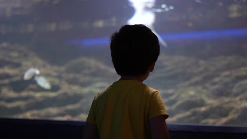 Young boy observing vibrant sea life swimming in a large aquarium tank, captivated by the underwater world