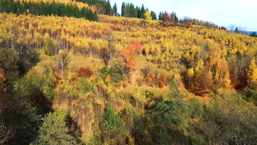 beautiful video drone over trees mountains pines autumn
