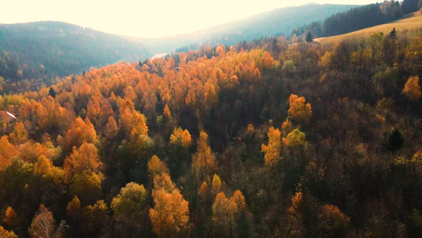 beautiful video drone over trees mountains pines autumn