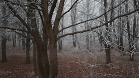 Frost-covered branches of trees in a winter forest create a tranquil and enchanting scene. The bare trees stand amid a foggy background, adding mystery to the peaceful atmosphere. - Powered by Shutterstock - Get 15% off with code: PIKWIZARD15