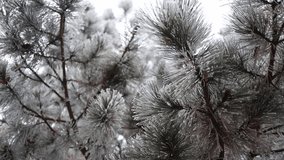 Frost-covered pine branches create a serene winter scene, showcasing intricate ice details on needles against a soft, snowy background, evoking a peaceful seasonal atmosphere. - Powered by Shutterstock - Get 15% off with code: PIKWIZARD15