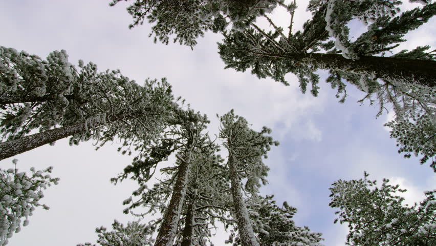 snow shots of trees and tree trunks near Mt Ashland, highest peak in the Siskiyou Mountains of southern Oregon