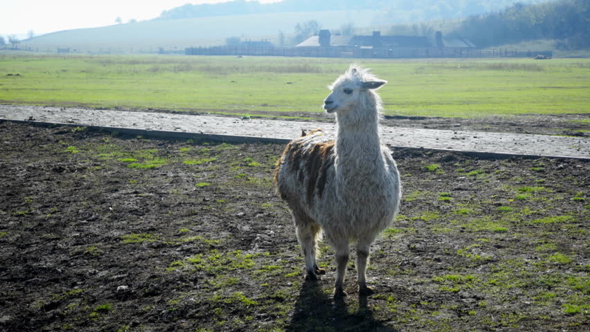 Lama standing in animal farm in an open enclosure in sunny day