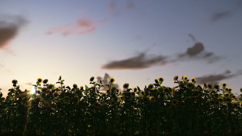 Sunflowers at sunrise, time lapse clouds