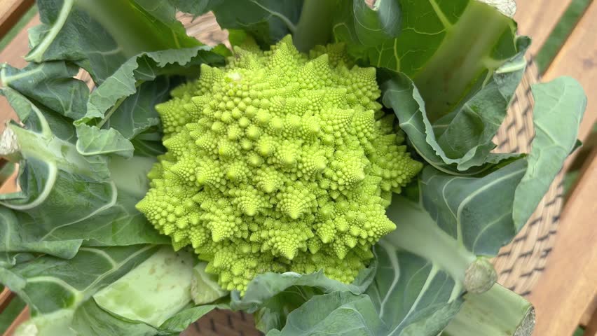 Head of Romanesco broccoli among their cropped stems on the place mat on a wooden table on patio, top view when approach with rotation
