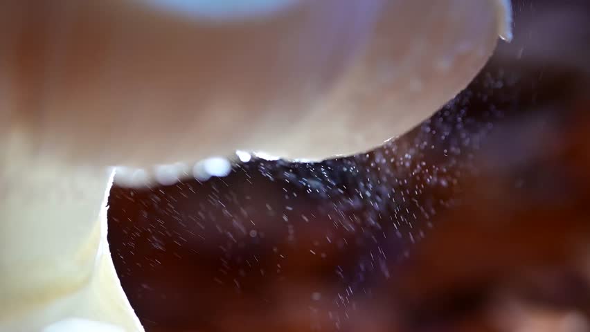 Amanita muscaria - Fly agaric release spores. Mushrooms are releasing billion spores - They make wind to carry their spores