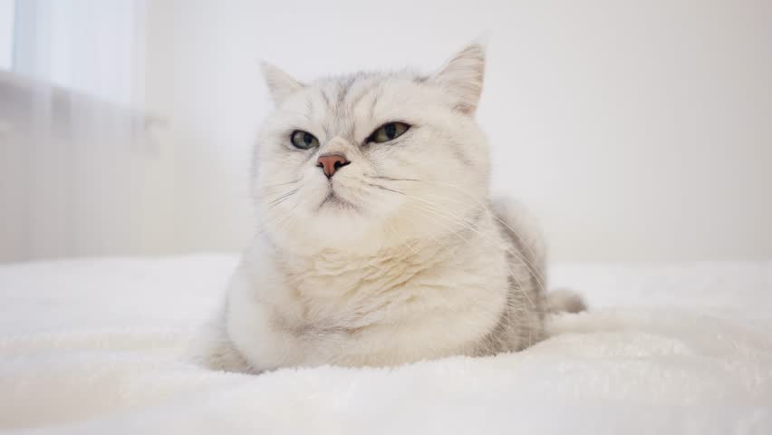 Light fluffy kitty with looking up.Portrait of a kitten with large rare yellow-brown eyes