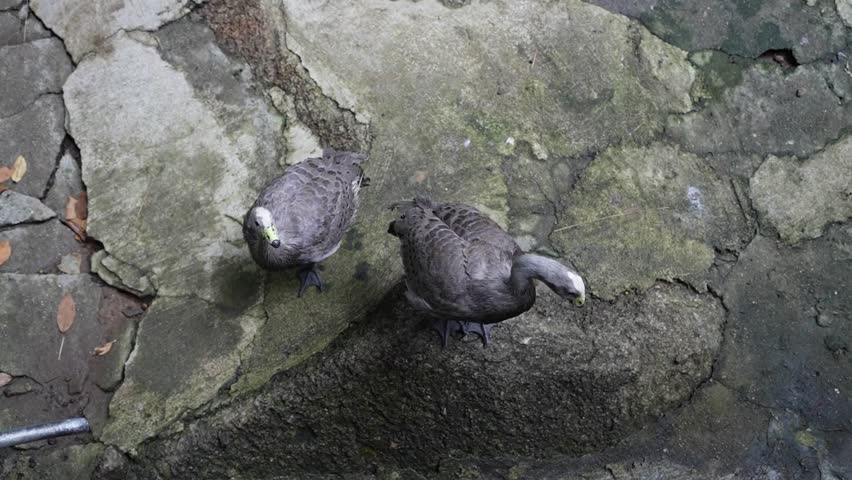 A small bird is perched on cracked ground, searching for food and observing its surroundings
