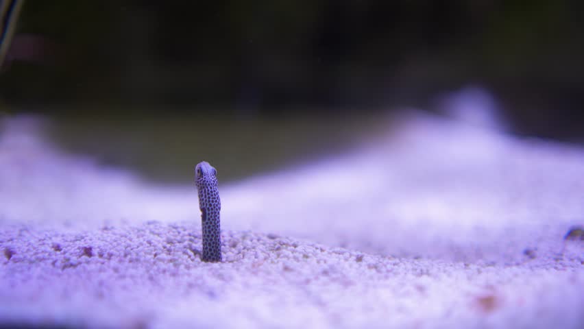 Worm ells or spotted garden eel sticking in the ground underwater with razor fish above