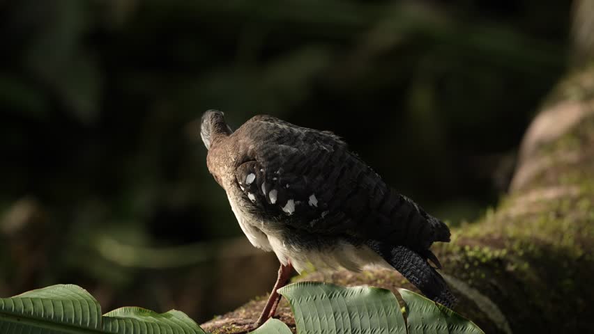 Sunbittern, Eurypyga helias, bird in the nature habitat. Sunbittern i n the forest, first light in the nature. Wildlife Costa Rica. Birdwatching in Central America. Bird in the nature habitat.