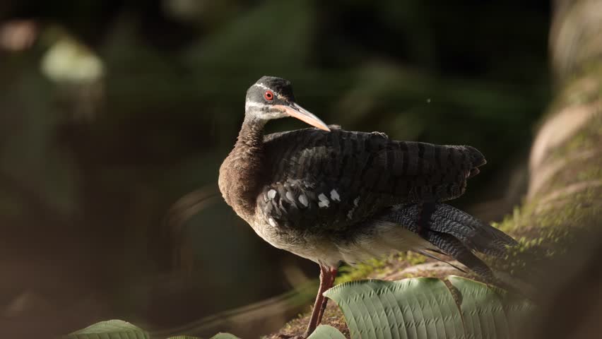 Sunbittern, Eurypyga helias, bird in the nature habitat. Sunbittern i n the forest, first light in the nature. Wildlife Costa Rica. Birdwatching in Central America. Bird in the nature habitat.