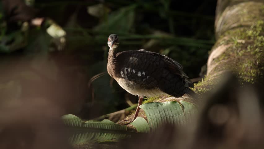 Sunbittern, Eurypyga helias, bird in the nature habitat. Sunbittern i n the forest, first light in the nature. Wildlife Costa Rica. Birdwatching in Central America. Bird in the nature habitat.