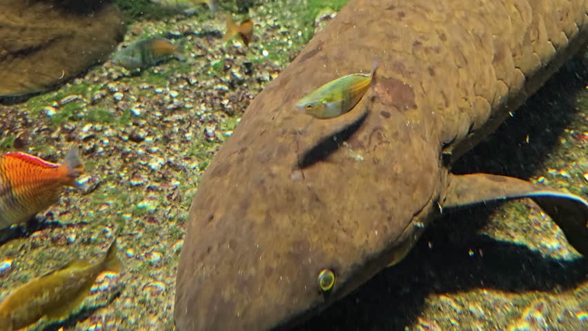 close up view of an Queensland lungfish resting on the sea ground