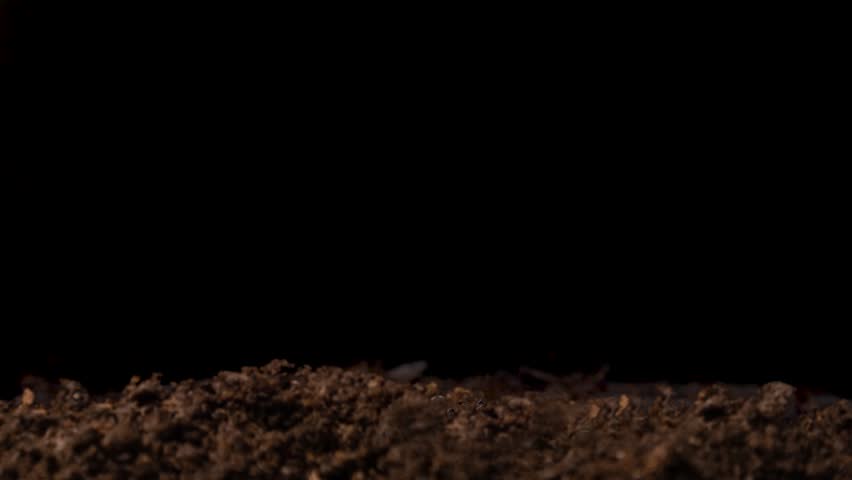 Agriculture plant seeding growing, timelapse. Sprouts germination, Green seedling