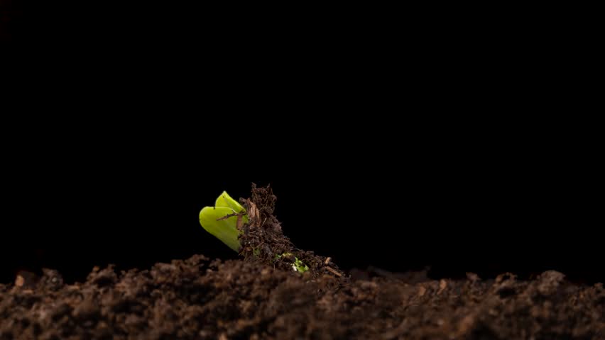 Agriculture plant seeding growing, timelapse. Sprouts germination, Green seedling