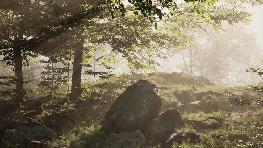 A calm forest landscape, the camera rotation shows a forest clearing with rocks and grasses. 3d animation of a natural scene