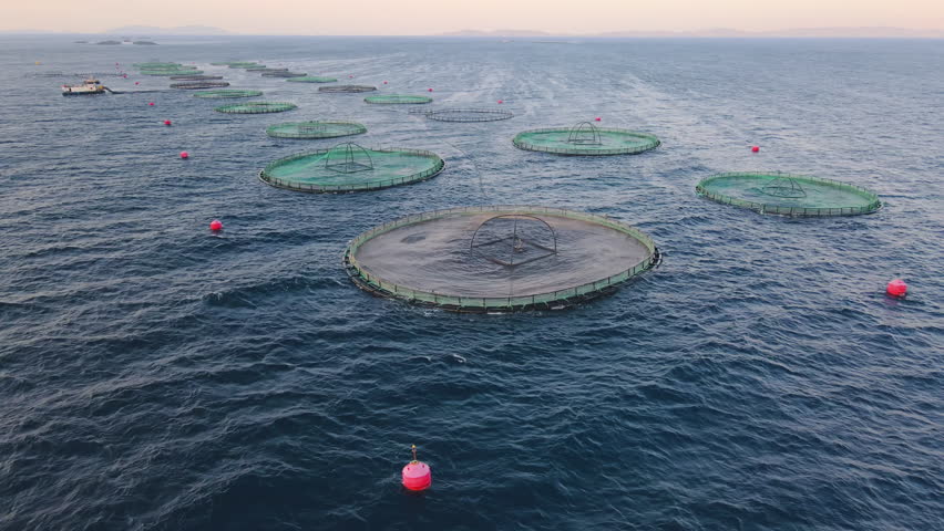 Close-up of offshore aquafarming fish farm in sea for cultivation salmon