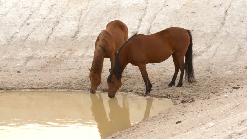 Two horses drinking water from a dam on an Australian farm.