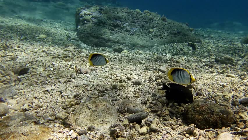 Butterfly fish swimming near corals in clear tropical waters of Mauritius Island, rubble ground with broken shells on bottom