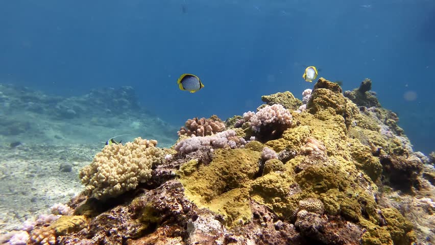 Healthy coral reef teeming with butterfly fish in Mauritius clear tropical waters
