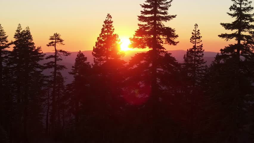 Golden sunset over mountain forest with tall pine trees and glowing sky in the background
